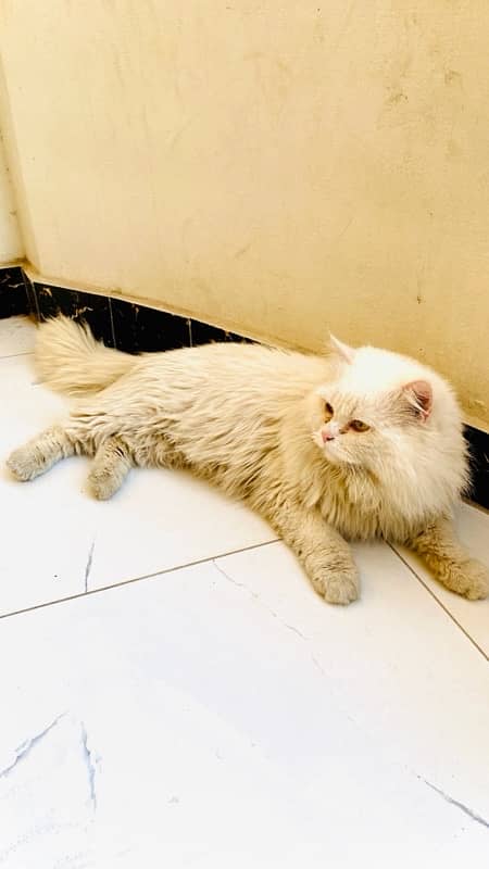 Persian vacinated male cat triple coat 3