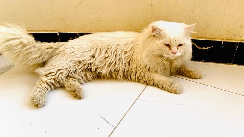 Persian vacinated male cat triple coat 4