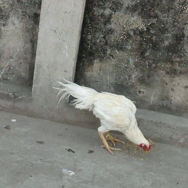 Boskaw White Cock 0