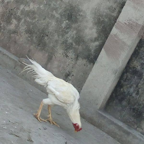 Boskaw White Cock 1