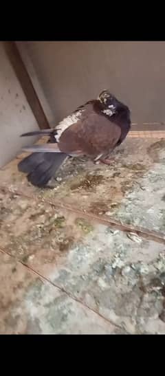 pigeon