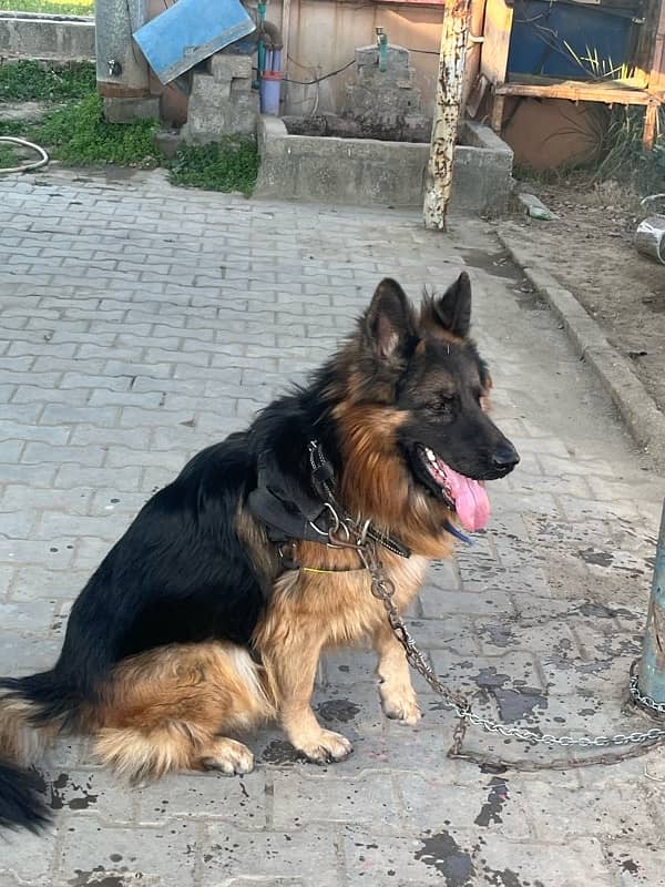 German Shepherd Long Coat Male 0