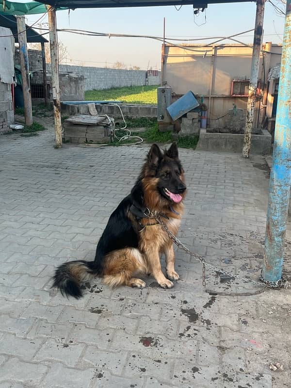 German Shepherd Long Coat Male 1