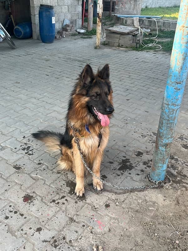 German Shepherd Long Coat Male 2