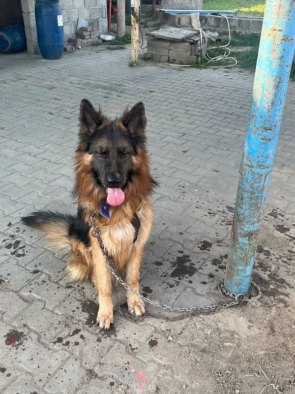 German Shepherd Long Coat Male 3