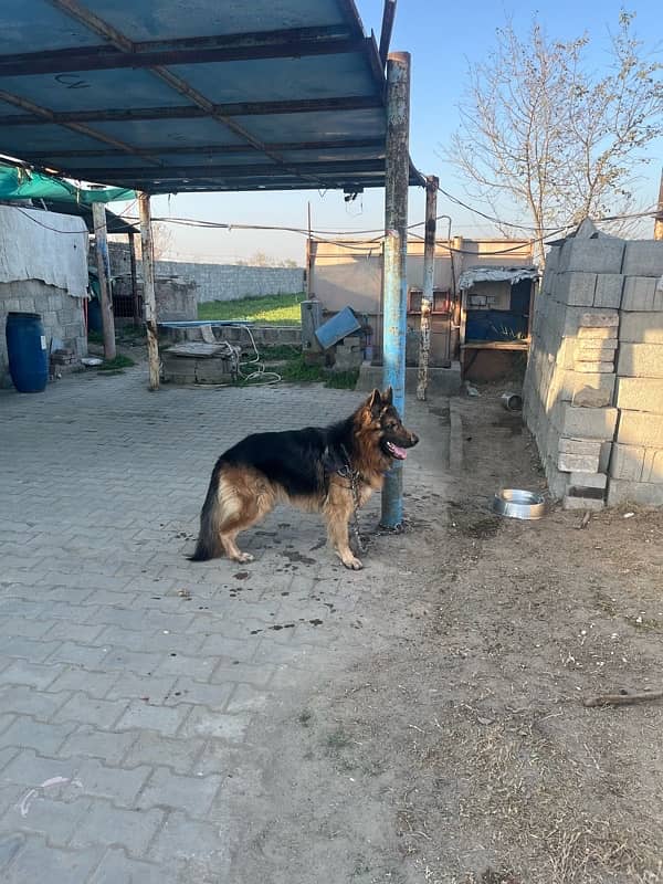 German Shepherd Long Coat Male 4