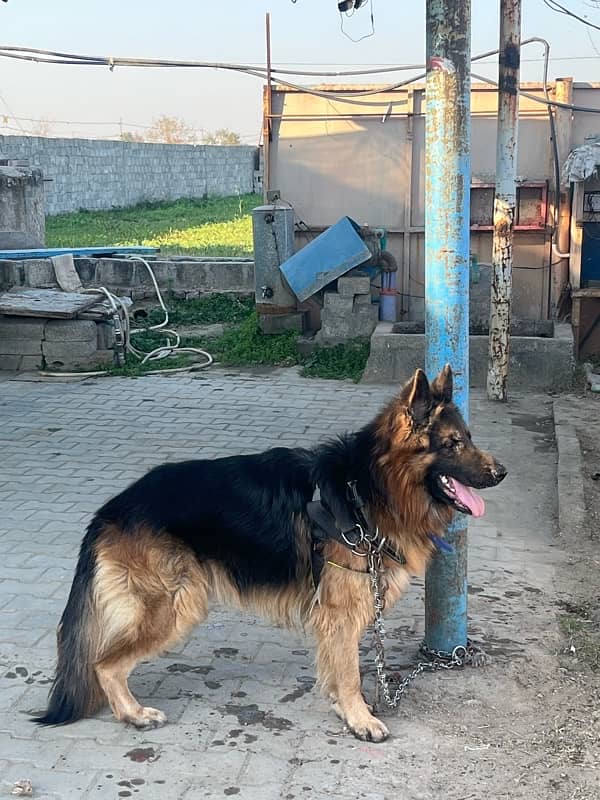 German Shepherd Long Coat Male 5