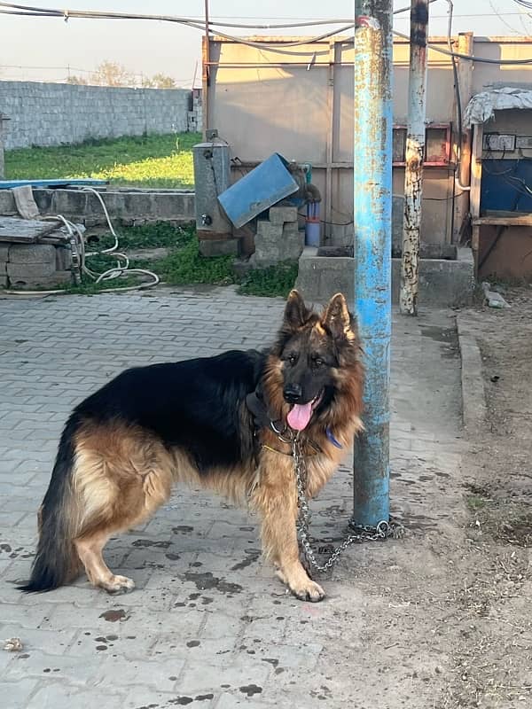 German Shepherd Long Coat Male 6