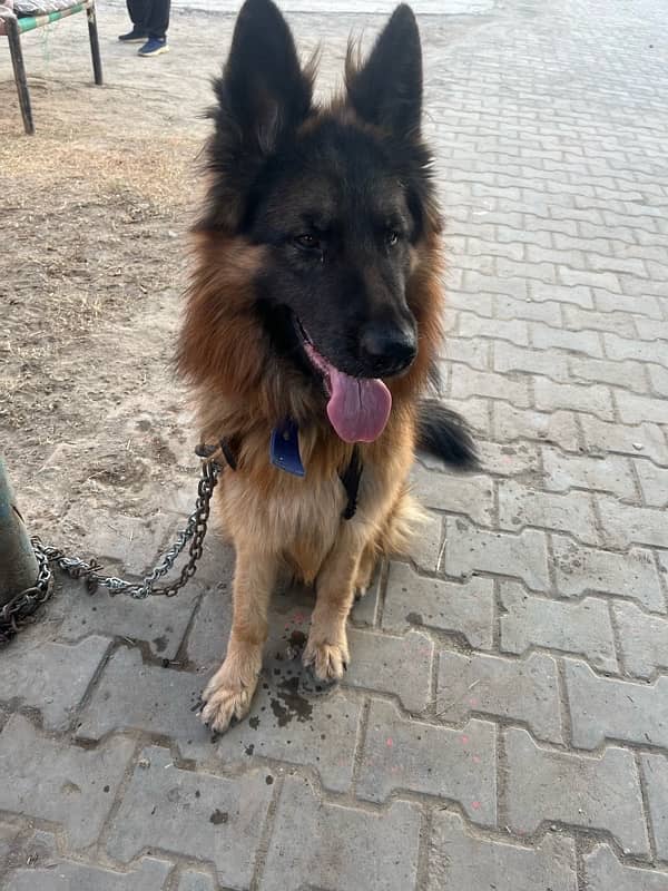 German Shepherd Long Coat Male 7