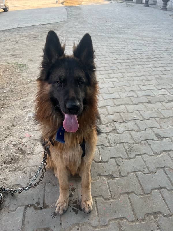 German Shepherd Long Coat Male 8