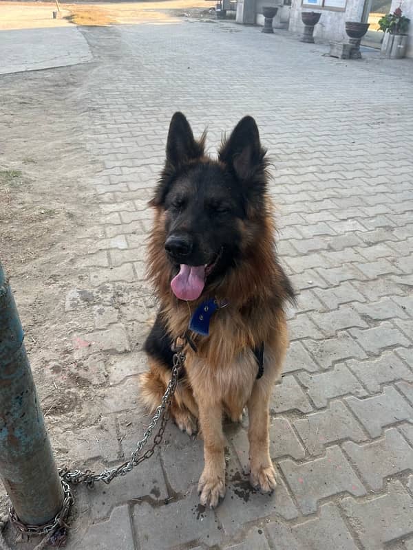 German Shepherd Long Coat Male 9