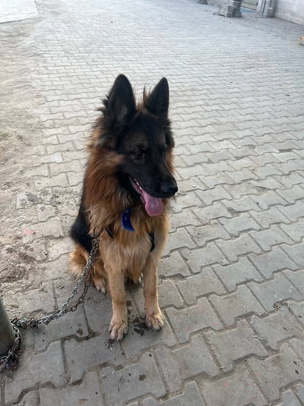 German Shepherd Long Coat Male 10