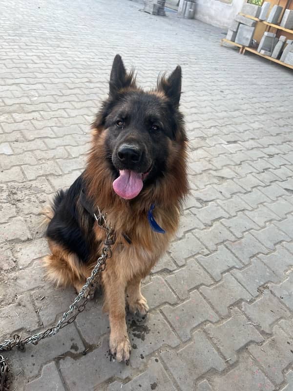 German Shepherd Long Coat Male 11