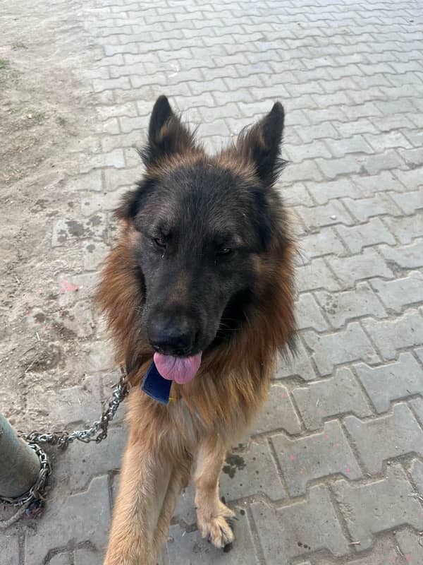 German Shepherd Long Coat Male 12