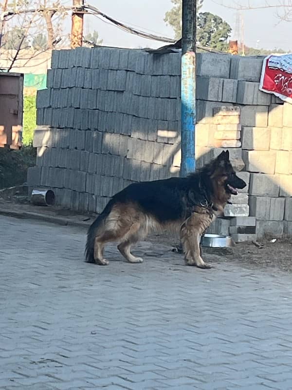 German Shepherd Long Coat Male 13