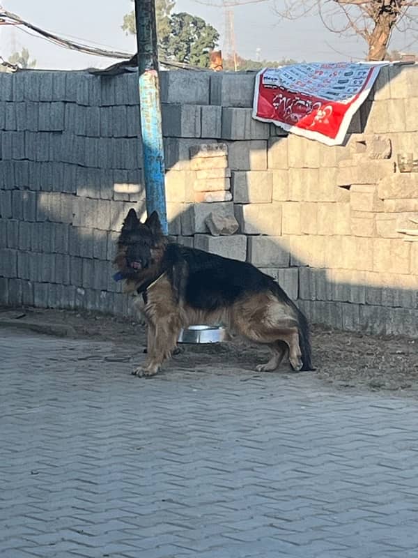 German Shepherd Long Coat Male 14