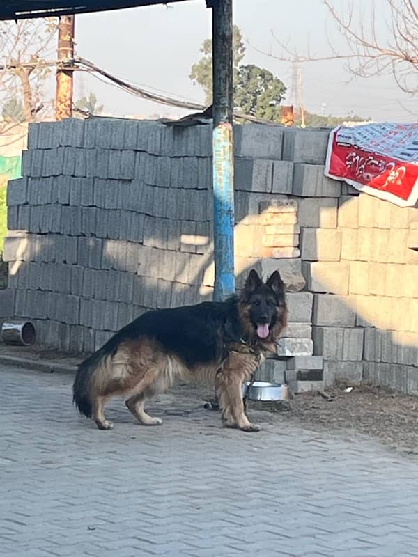 German Shepherd Long Coat Male 15