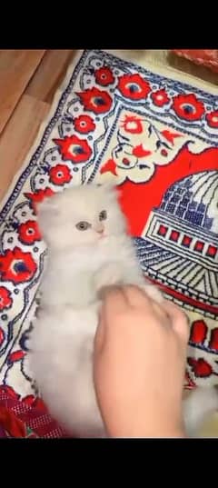 Persian cat for sale male or female my WhatsApp 0323=00=97=122