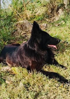 Black Shepherd Female