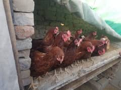 Egg laying Lohman Brown Hens for sale, 25 Piece