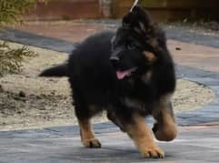 German Shepherd puppies 03262839519