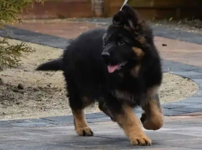 German Shepherd puppies 03262839519 0