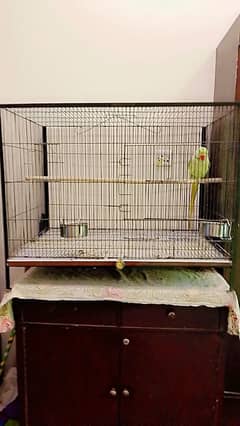 cage with raw parrot