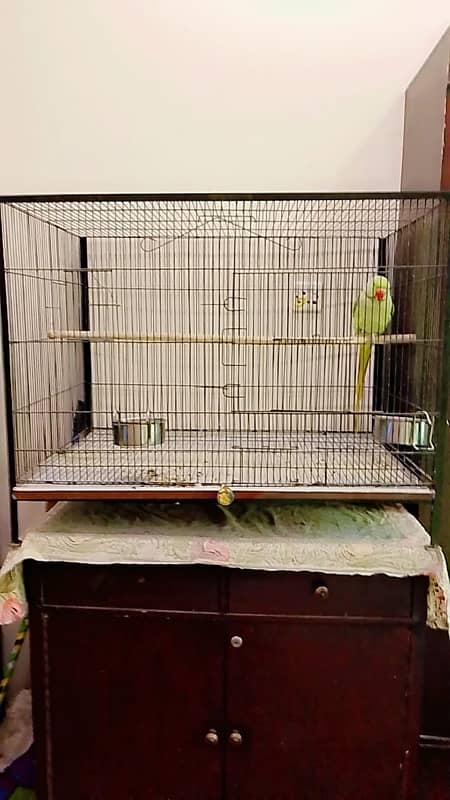 cage with raw parrot 0