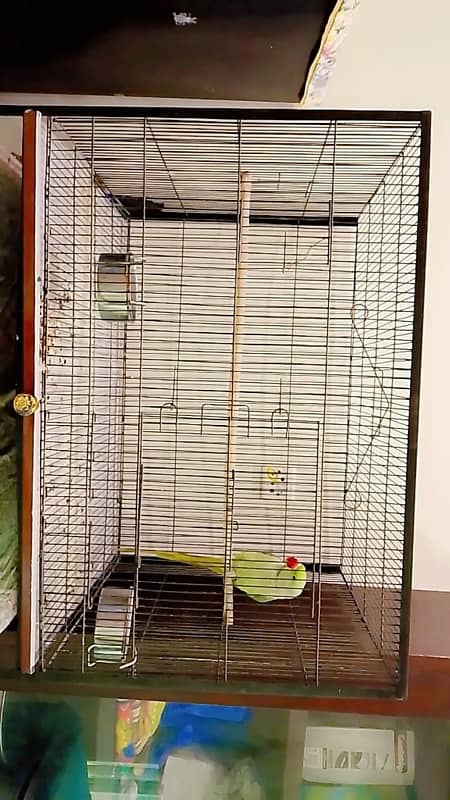 cage with raw parrot 1