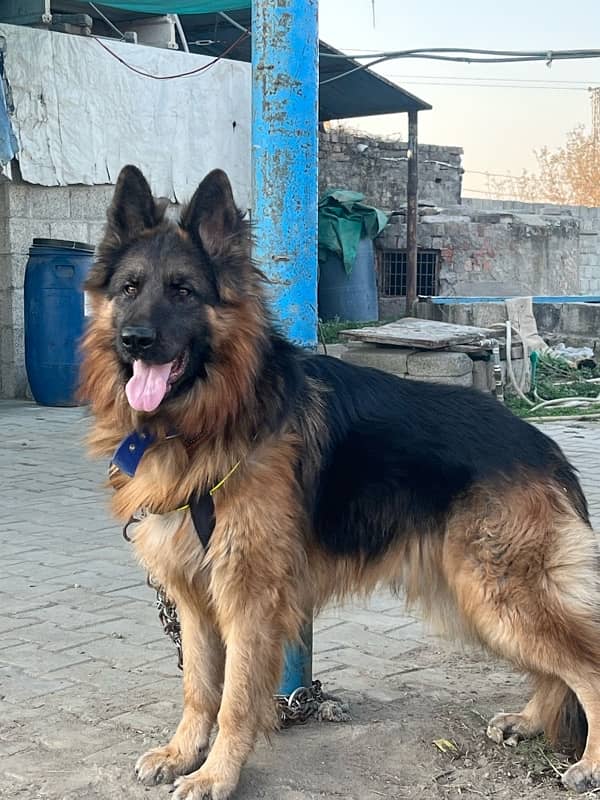 German Shepherd Long Coat Male 16