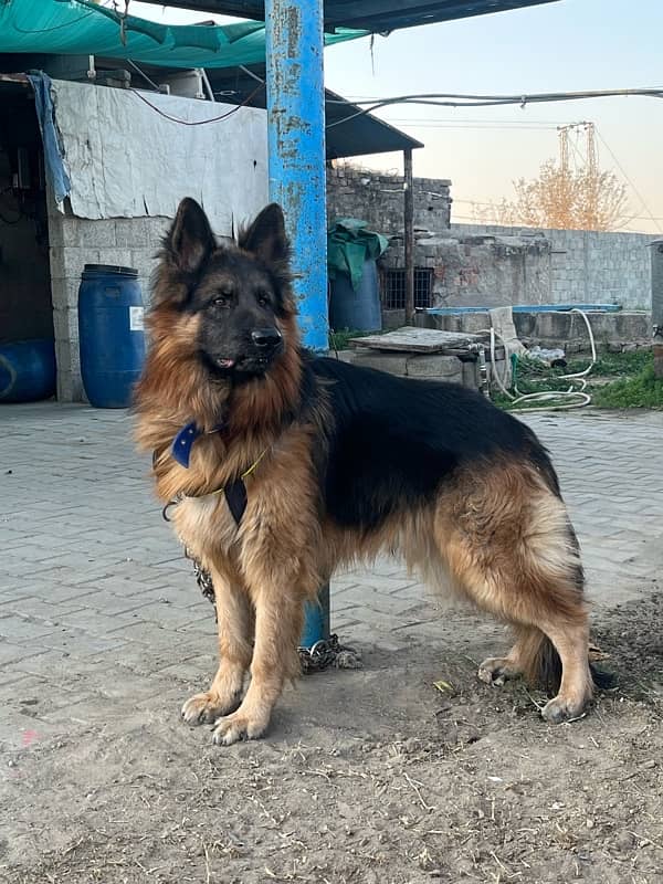 German Shepherd Long Coat Male 17