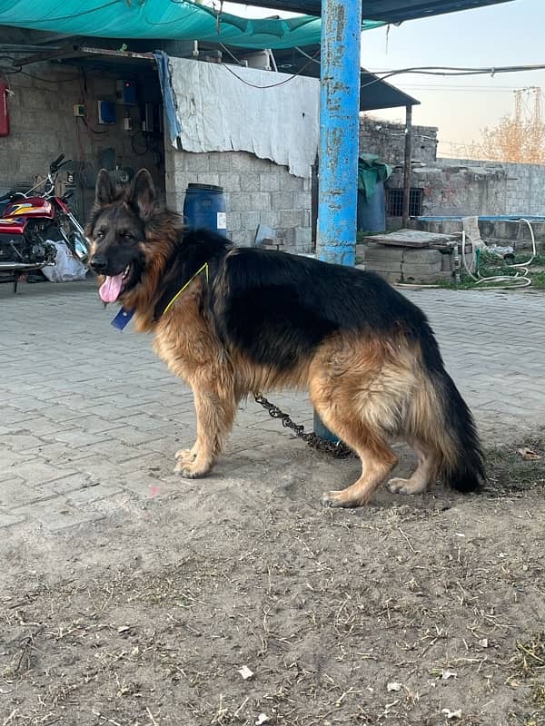 German Shepherd Long Coat Male 18