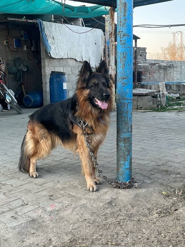 German Shepherd Long Coat Male 19