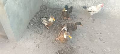 Ducks