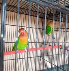 Parrot /fisher breeder