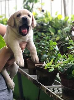 Labrador pedigree  imported Bloodline puppies 03014615555