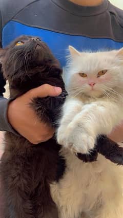 beautiful 3 persian cats yellow eyes ready to bread