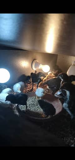 AUSTRALORP AND HEERA CHICKS