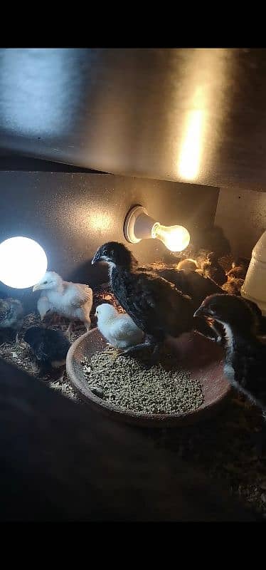 AUSTRALORP AND HEERA CHICKS 1