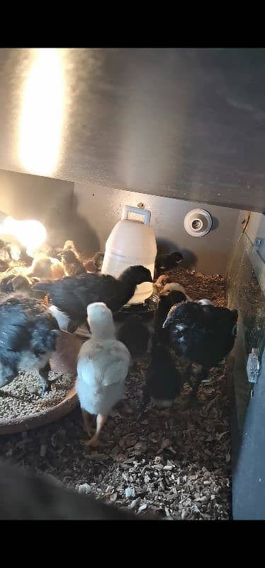 AUSTRALORP AND HEERA CHICKS 2