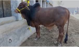 Sahiwal Bachraw / 2 Dant / بھینس / cow For Sale