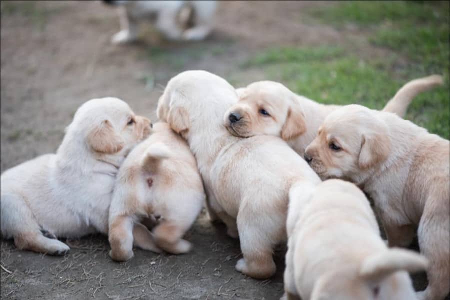 LABRADOR PUPPY pedigree 03014615555 1