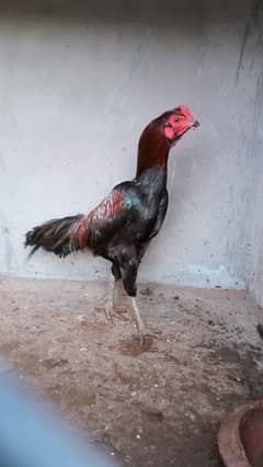 Aseel hens for sale