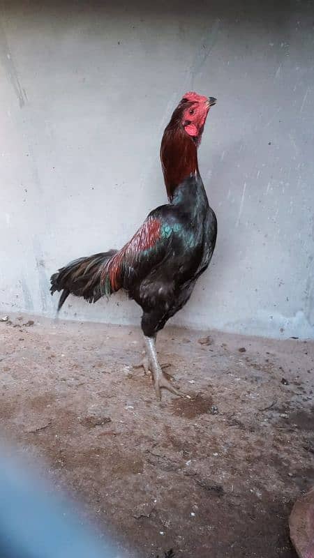 Aseel hens for sale 1