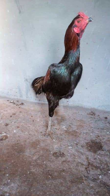 Aseel hens for sale 2