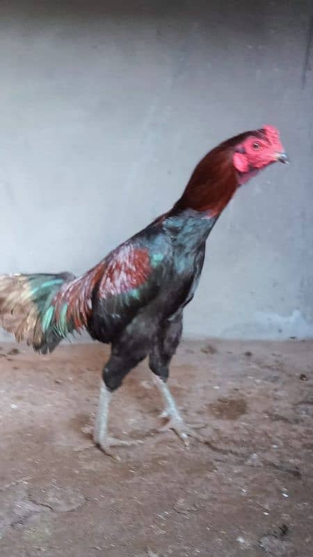 Aseel hens for sale 3