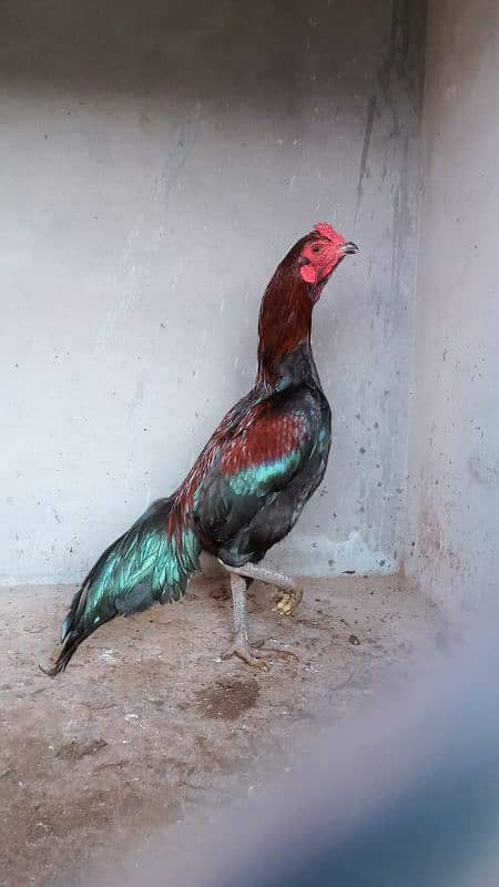 Aseel hens for sale 4