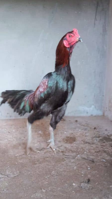 Aseel hens for sale 5