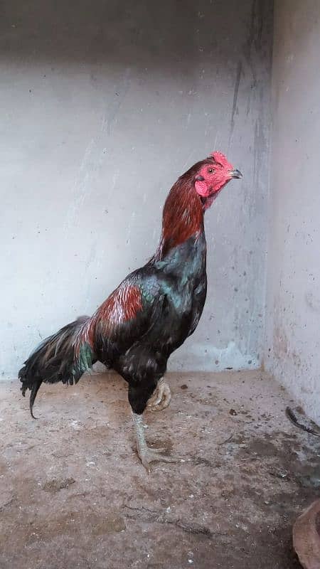 Aseel hens for sale 6