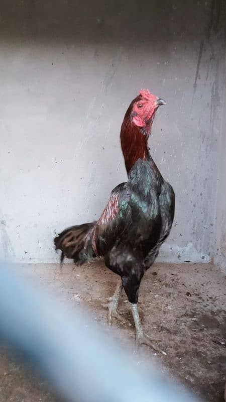 Aseel hens for sale 7